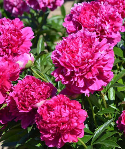 Close up of Felix Supreme Peony flowers, various medium sized flowers that are dark pink in color emerging from glossy dark green narrow foliage