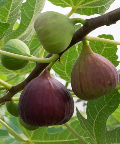 Close up of Fignomenal Fig, various figs growing on a branch ranging in color from green to purple with purple being close to ripe