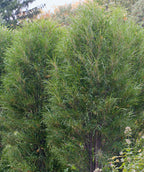 Fine Line Buckthorn planted in a landscape, upright growing shrub covered in long thin green soft needle like foliage