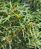 Close up of Fine Line Buckthorn foliage, long thin green soft needle like foliage with small green to red berries