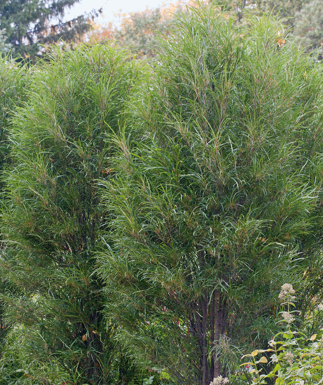 Fine Line® Buckthorn