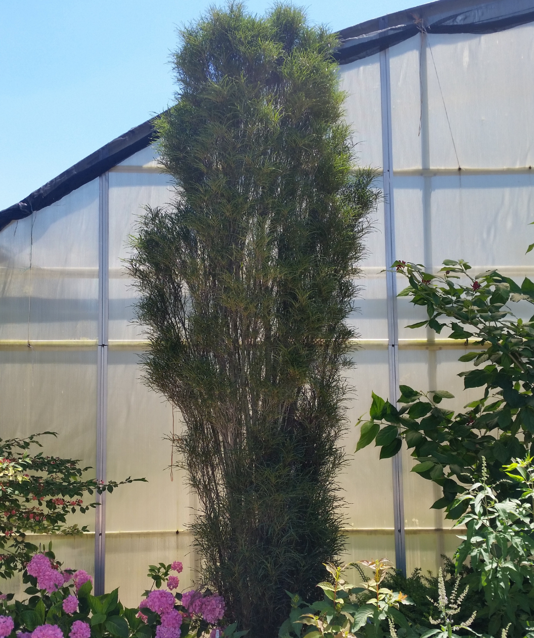 Fine Line Buckthorn planted in a landscape, upright growing shrub covered in long thin green soft needle like foliage