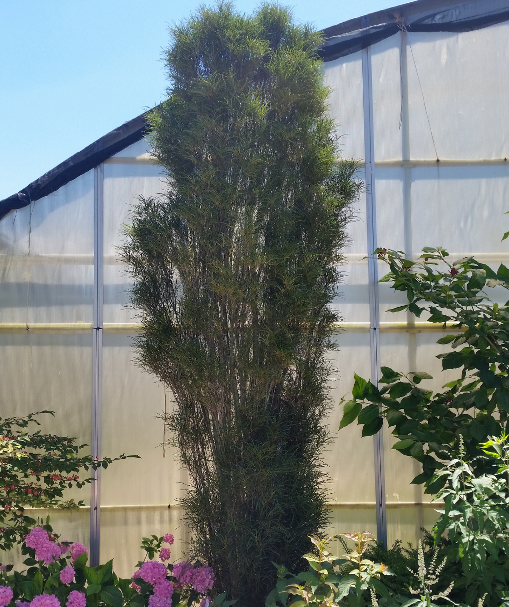 A picture of a tall and upright Fine Line Buckthorn, its upright branches with frilly deep green foliage in a uniform upright shape.
