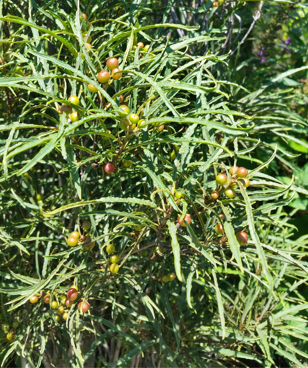 A close up picture of the deep green frilly and stringy foliage of the Fine Line Buckthorn and its unripened berries of light green, yelllow, and reds. 