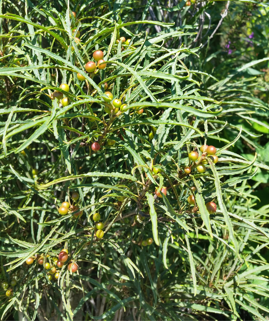 A close up picture of the deep green frilly and stringy foliage of the Fine Line Buckthorn and its unripened berries of light green, yelllow, and reds. 