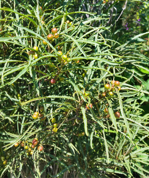Fine Line® Buckthorn