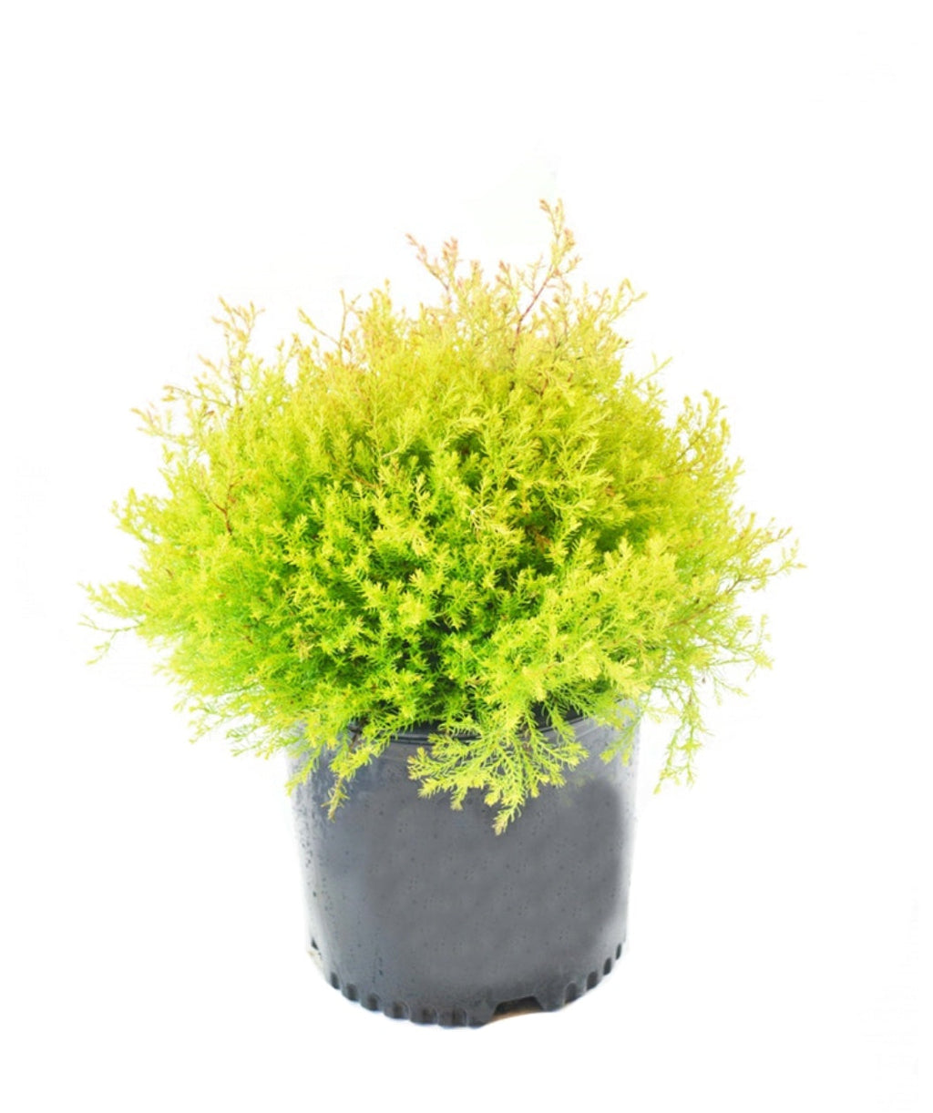 Fire Chief Arb potted plant on white