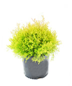Fire Chief Arb potted plant on white