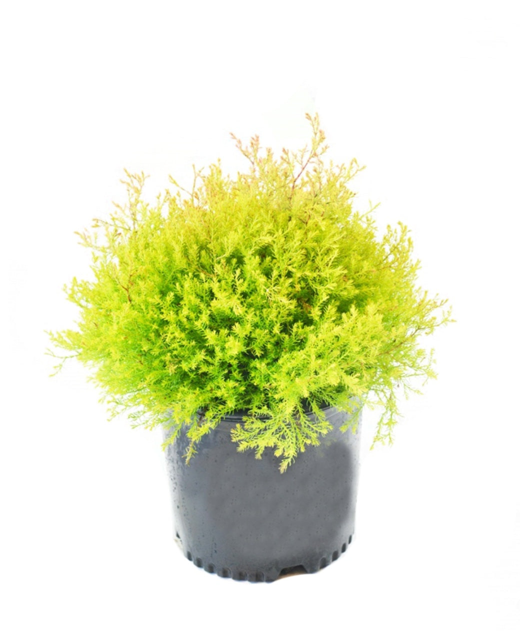 Fire Chief Arb potted plant on white