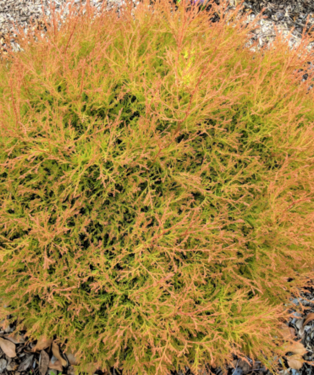 Fire Chief Arb shrub in the landscape
