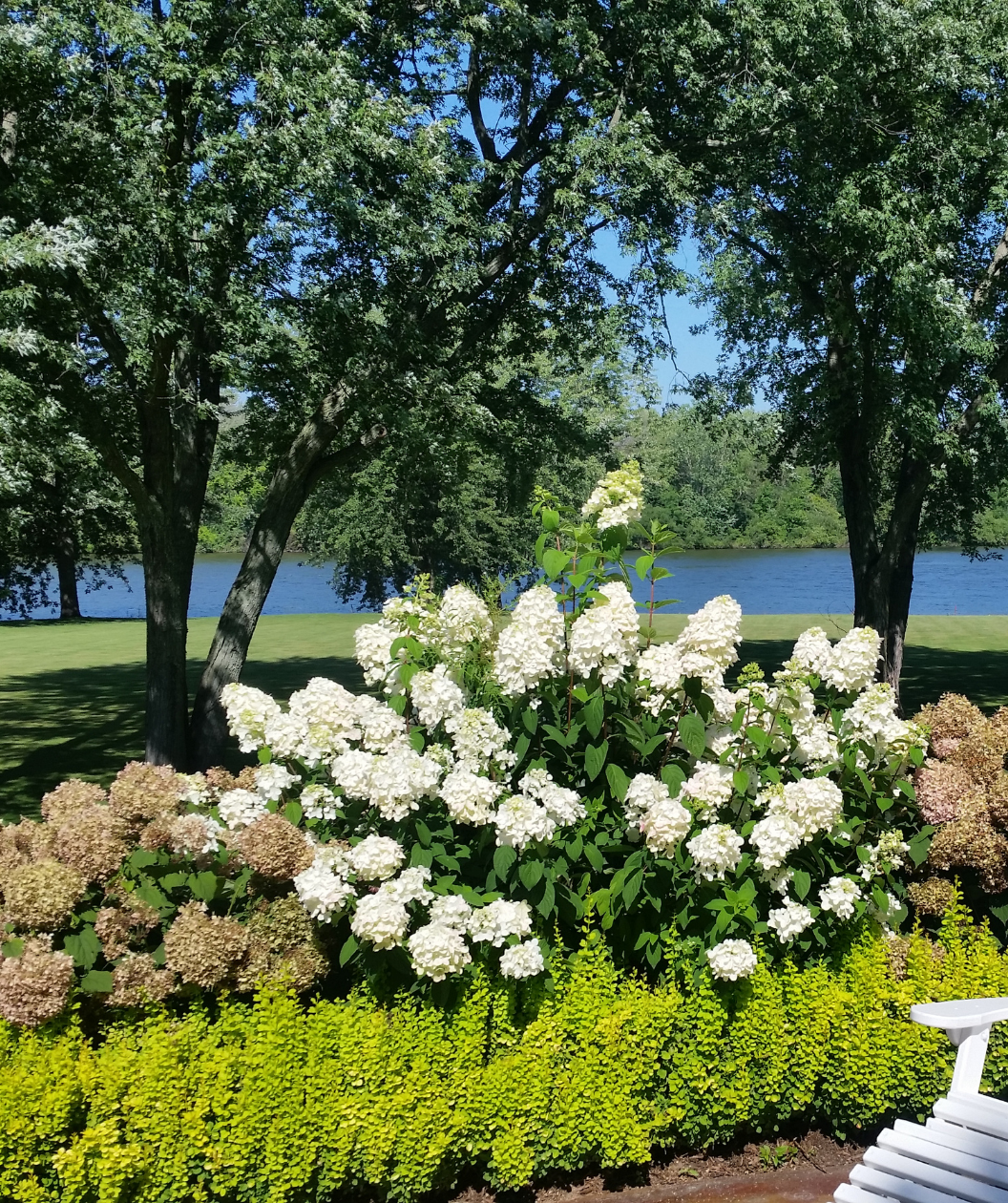 Fire Light® Hydrangea in Bulk