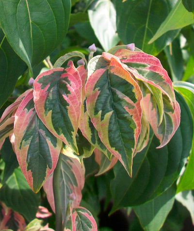A closeup of the Firebird Dogwood's creamy white and dark green variegated foliage as it begins to transition to the pinks and purples of the Fall color