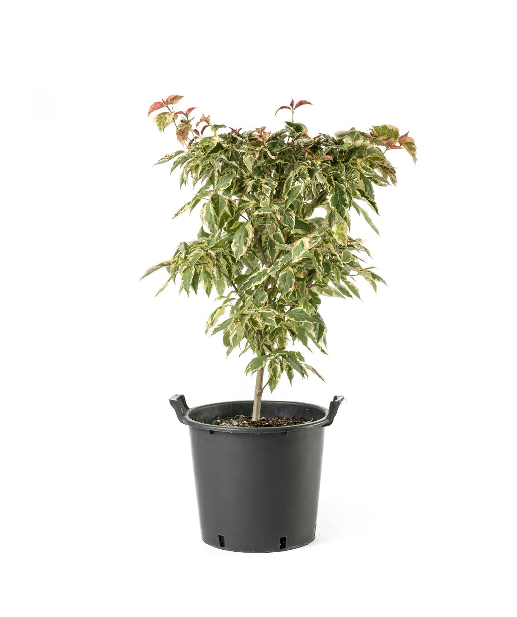The Firebird Variegated Dogwood in a black nursery pot covered in the creamy white and green variegated foliage on a white background