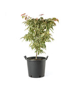 The Firebird Variegated Dogwood in a black nursery pot covered in the creamy white and green variegated foliage on a white background