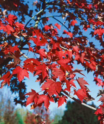 A close up of the fiery red fall color of the Firefall Freeman Maple with the blue sky in the background