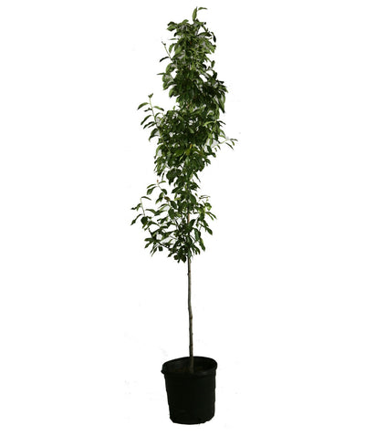 The Firestarter Black Gum in a black nursery pot covered in the dark green foliage on a white background