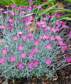 A Firewitch Pinks planted in a landscape, covered in the dainty pink blooms sitting atop the silver-blue foliage