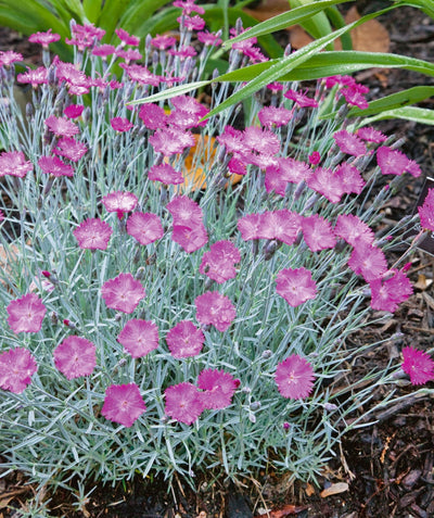 A Firewitch Pinks planted in a landscape, covered in the dainty pink blooms sitting atop the silver-blue foliage