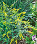 Fireworks Goldenrod