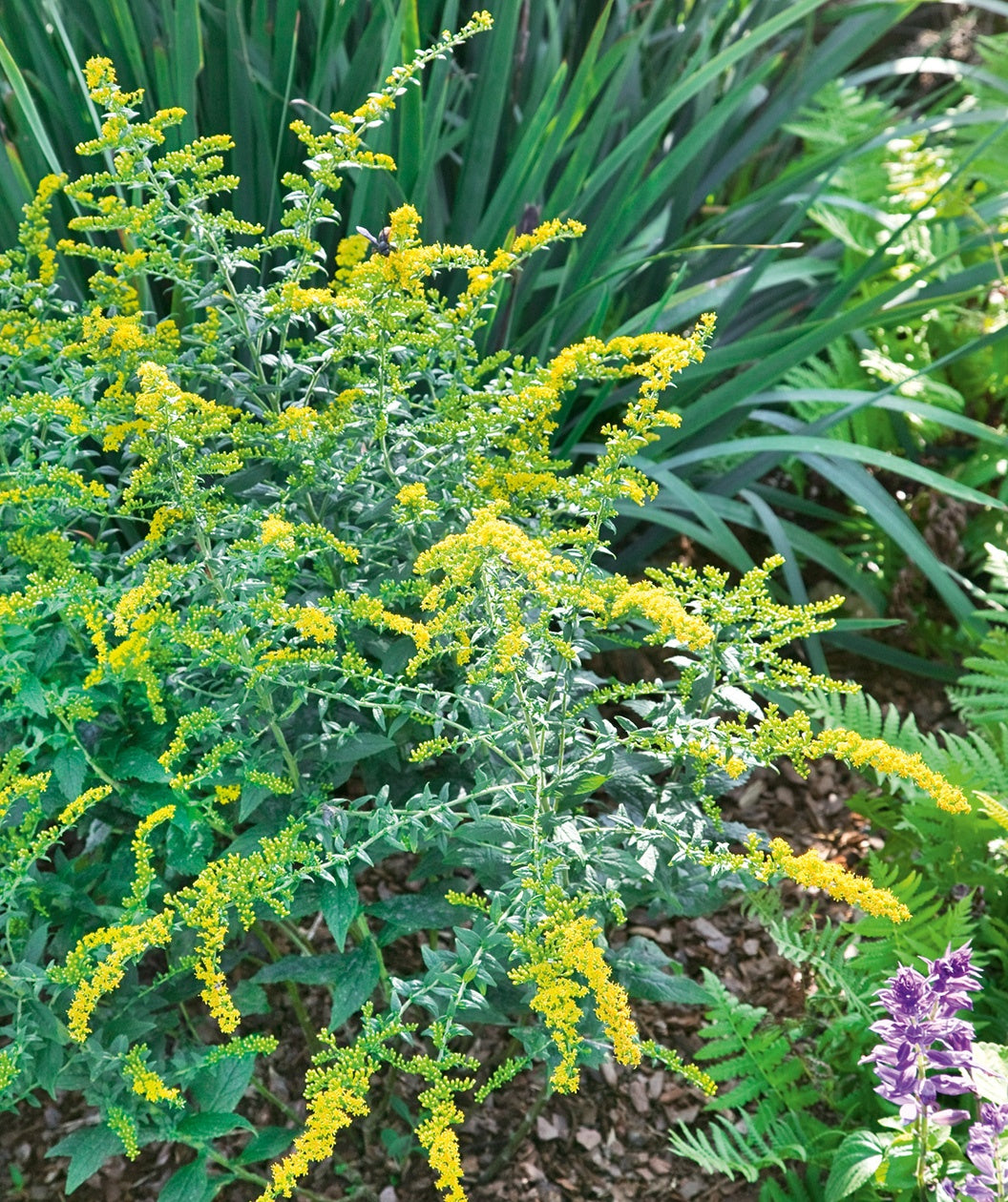 Fireworks Goldenrod