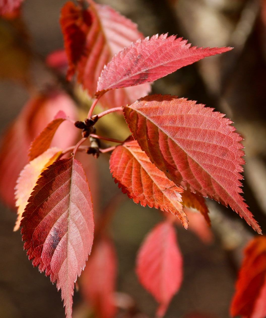 Close up of First Blush Flowering Cherry fall foliage, conical shaped leaves that are red and orange with fall color