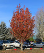First Blush Flowering Cherry planted in a fall landscape, mostly upright branching covered in orange and red fall colored foliage