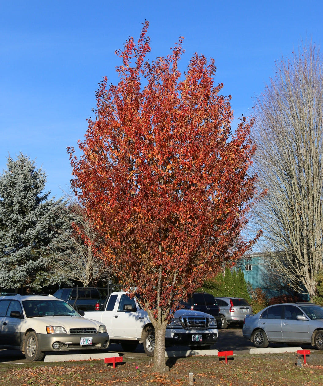 First Blush Flowering Cherry planted in a fall landscape, mostly upright branching covered in orange and red fall colored foliage