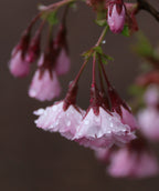 Close up of First Blush Flowering Cherry flowers, ruffled pink flowers that are light pink in color