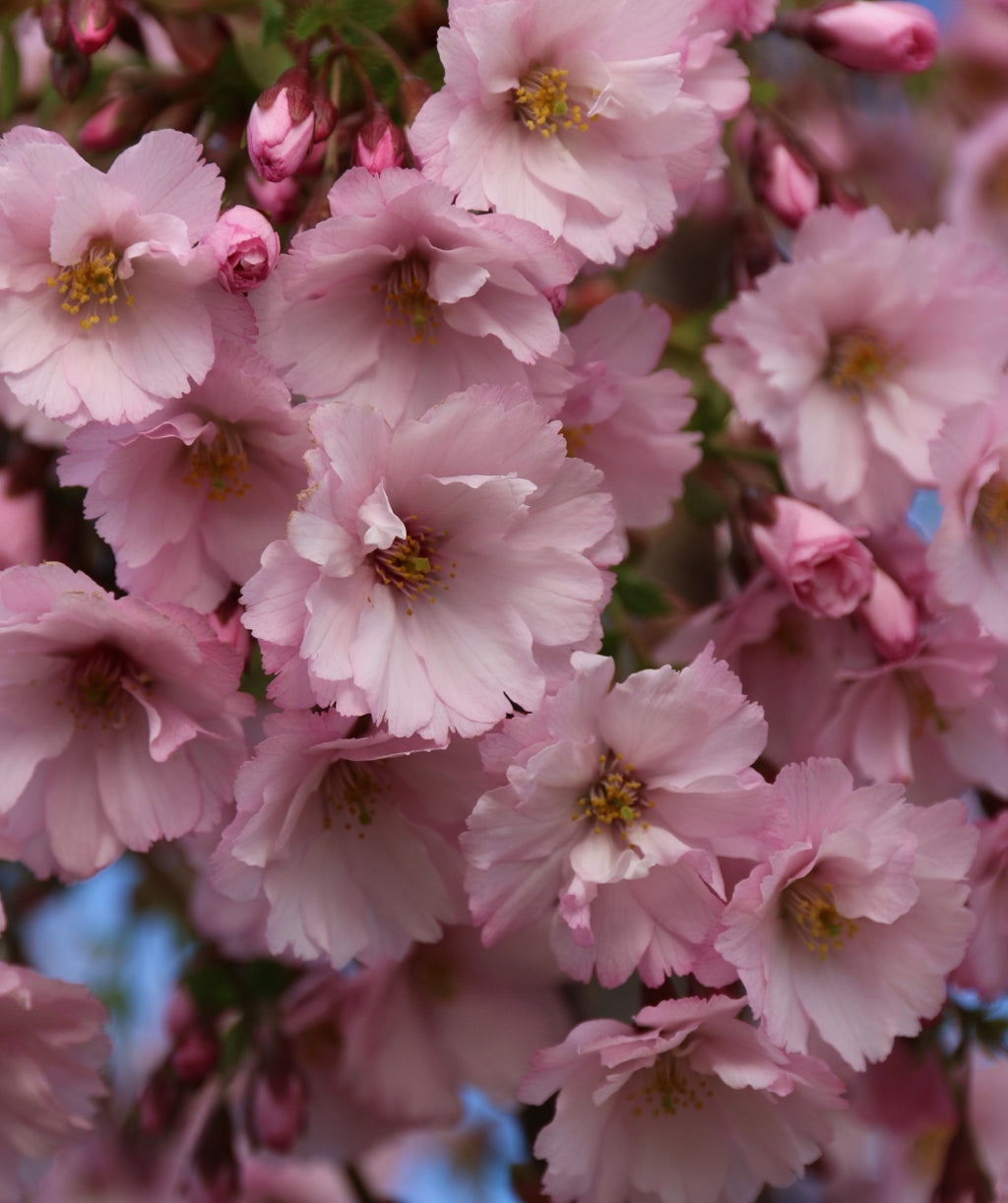 Close up of First Blush Flowering Cherry, various ruffled flowers that are light pink in color