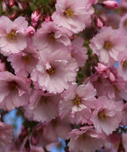Close up of First Blush Flowering Cherry, various ruffled flowers that are light pink in color