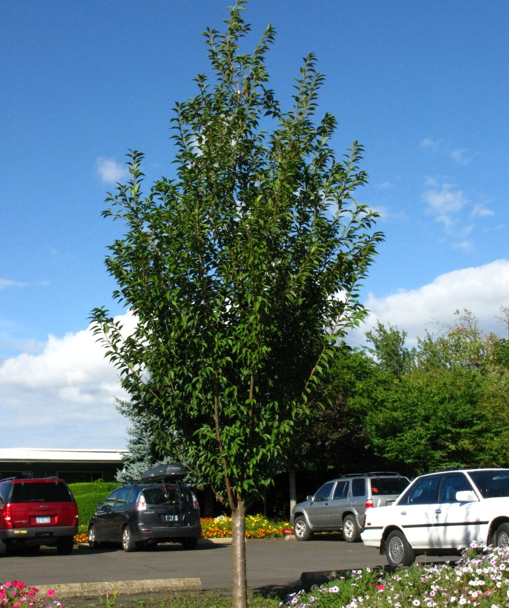 First Blush Flowering Cherry planted in a landscape, mostly upright branching covered in green conical shaped foliage