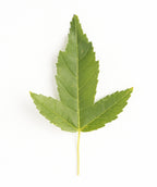 Flame Amur Maple leaf on white, lightly lobed green leaf with a yellow stem