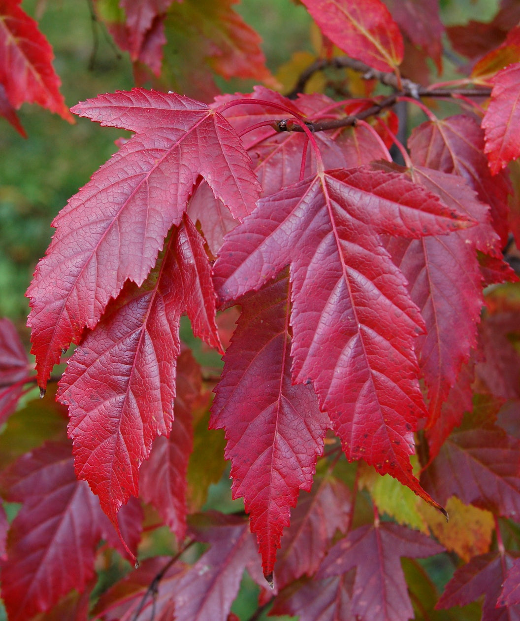 Flame Amur Maple