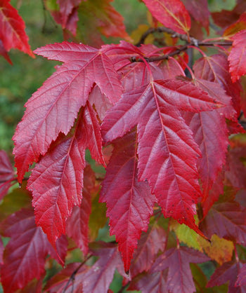 Close up of Flame Amur Maple Fall color leaves, lightly lobed leaves that are red in color in fall