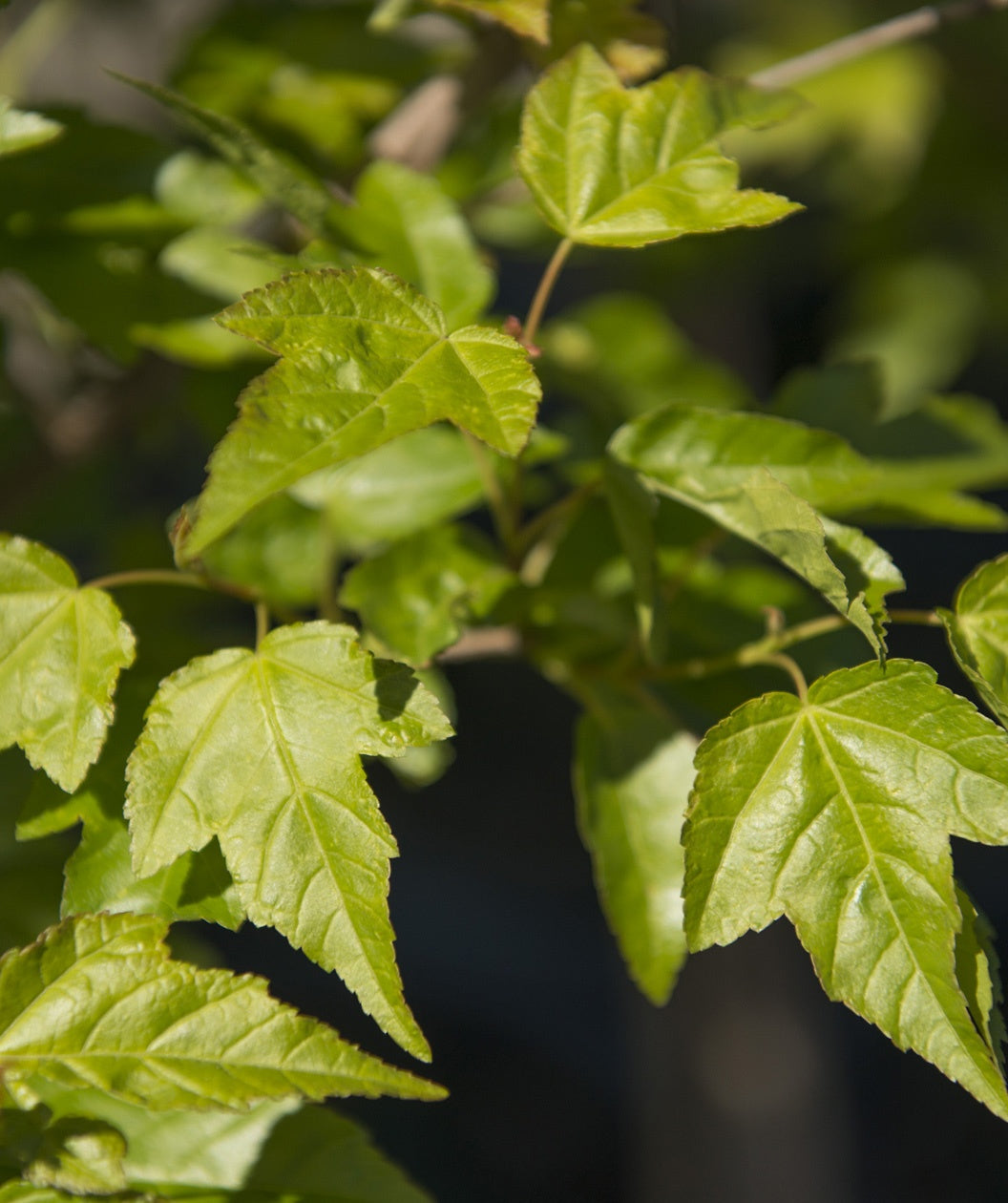 Close up of Flame Amur Maple leaves, lightly lobed green leaves