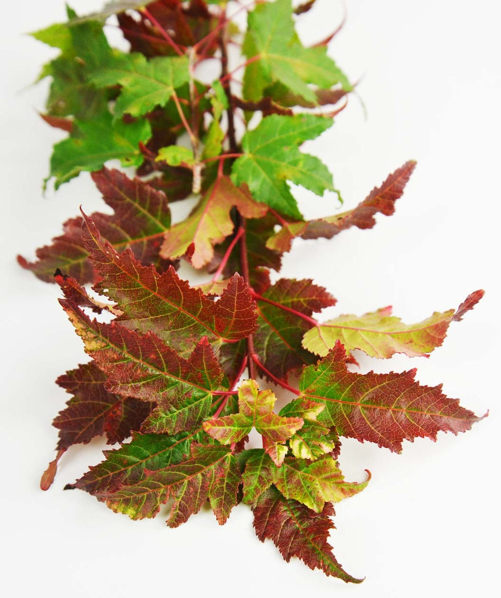 Flame Amur Maple early fall leaves on white, lightly lobed leaves with some that are still green with their summer color while others are turning red with fall color