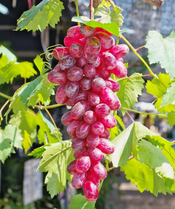 Close up of Flame Seedless Grapes, a bushel of red grapes ripe for the picking hanging from a reddish colored vine with light green foliage