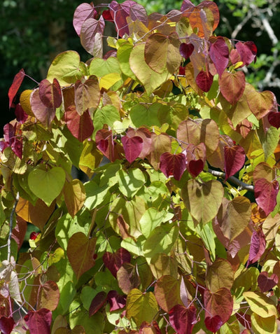 Close up of Flame Thrower Redbud Foliage, light green to dark red heart shaped leaves
