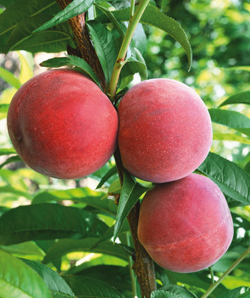 Flamin' Fury Peach red fruit on tree