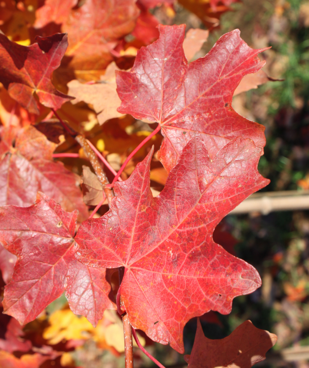 A close up of the bright red fall foliage of the Flashfire Sugar Maple