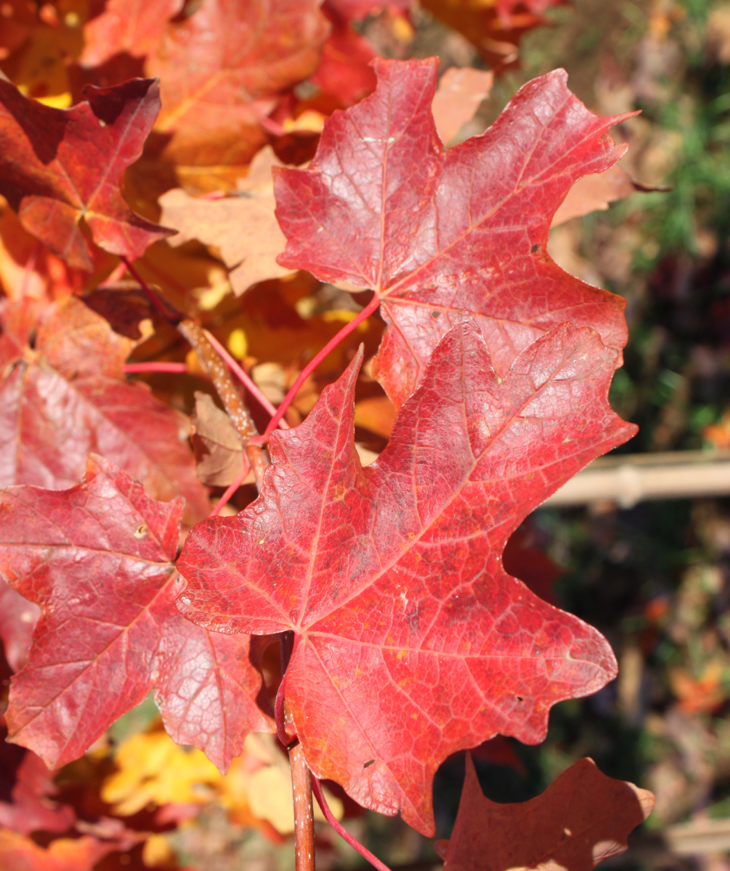 A close up of the bright red fall foliage of the Flashfire Sugar Maple