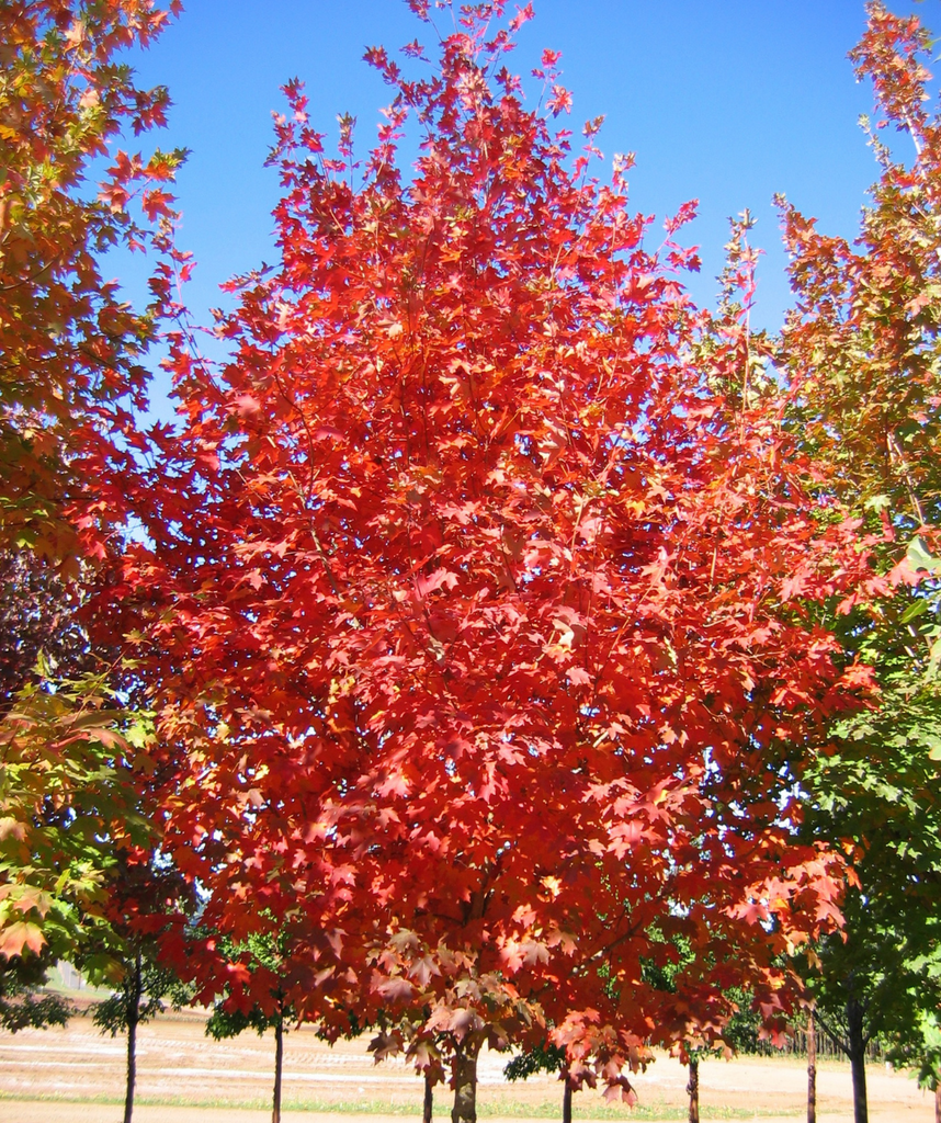 Flashfire Maple Trees for Sale – FastGrowingTrees.com