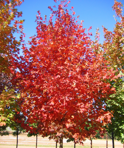 Flashfire Sugar Maple planted in landscape with fiery red fall leaves