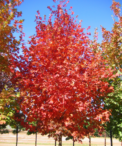 Ruby Fire Maple Flashfire® Sugar Maple | Bower & Branch