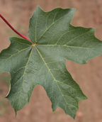 Singular green leaf with a red stem of the Flashfire Sugar Maple 