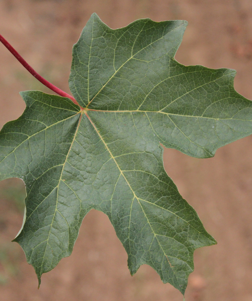 Singular green leaf with a red stem of the Flashfire Sugar Maple 