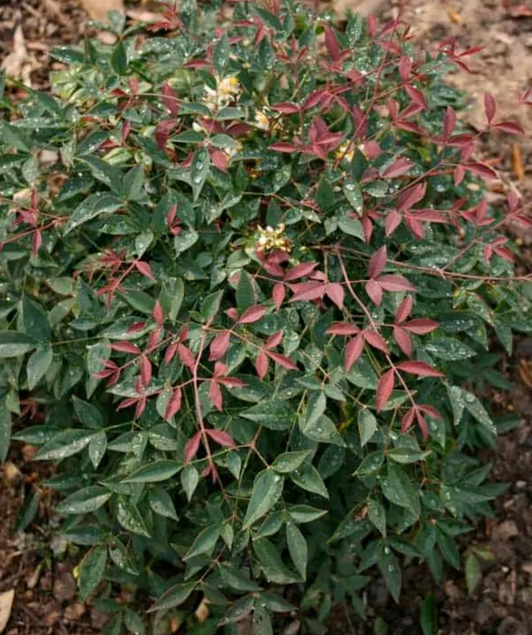 Flirt Heavenly Bamboo, dark green leaves that stay all year with dark red leaves emerging as new growth