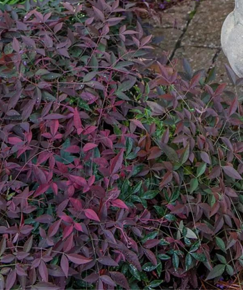 Flirt Heavenly Bamboo, Under all the dark red to purple leaves of the new growth you can see the dark green leaves that last all year