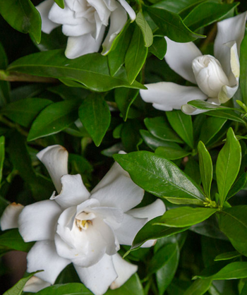 Fool Proof Gardenia glossy green foliage and white flowers