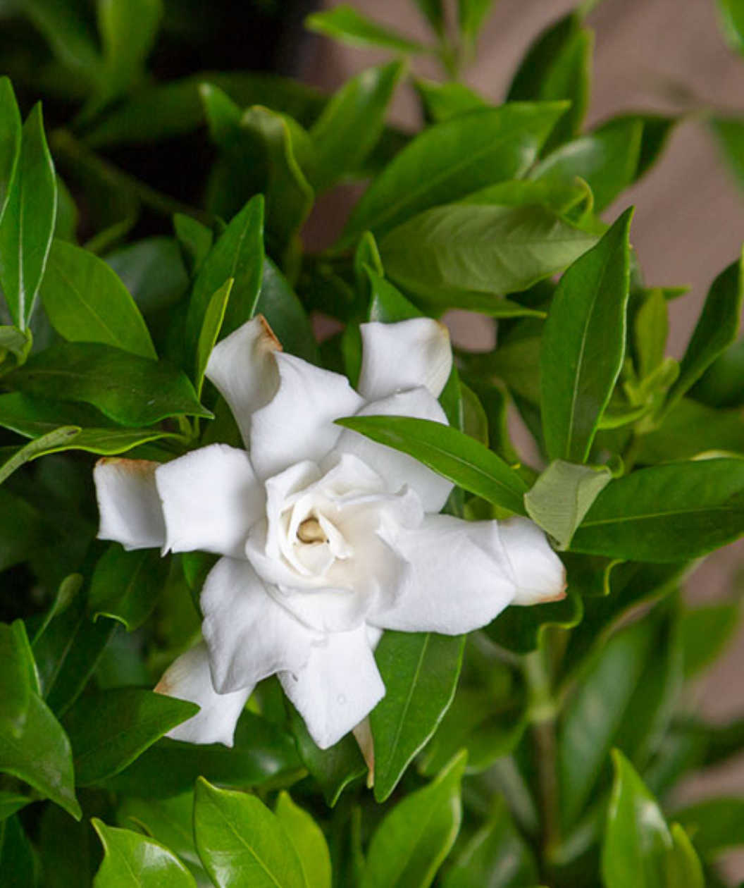 Fool Proof™ Gardenia